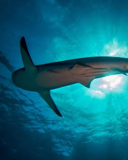 Abaco Shark
