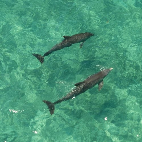 Abaco wildlife