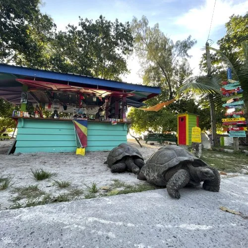 Seychelles wildlife tortoise