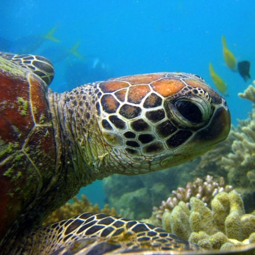 tortoise in crystalline waters