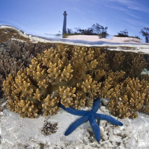 coral and starfish in transparent waters