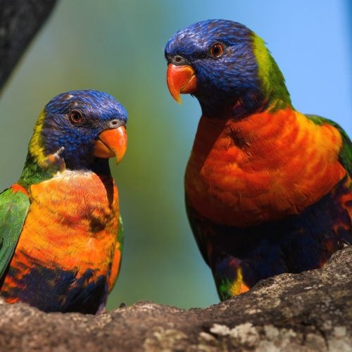 New Caledonian Exotic birds