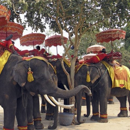 Thailand elephants