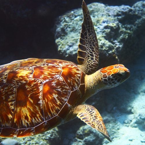 Thailand tortoise swimming in crystal waters