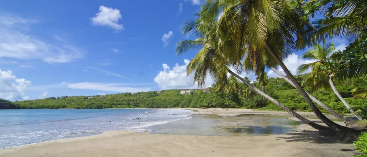 Grenada palm beach landscape