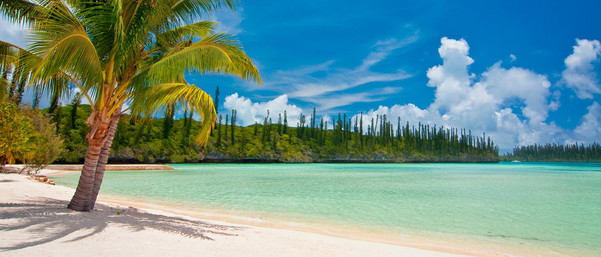 New Caledonia marina beach palms and sea