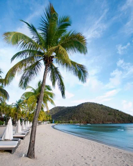Antigua paradise beach palm natural landscape