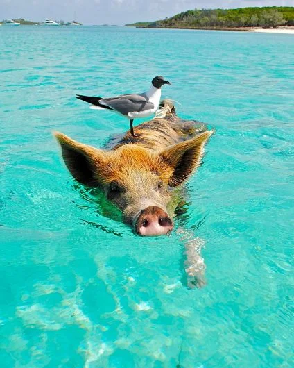Exuma's swimming pig