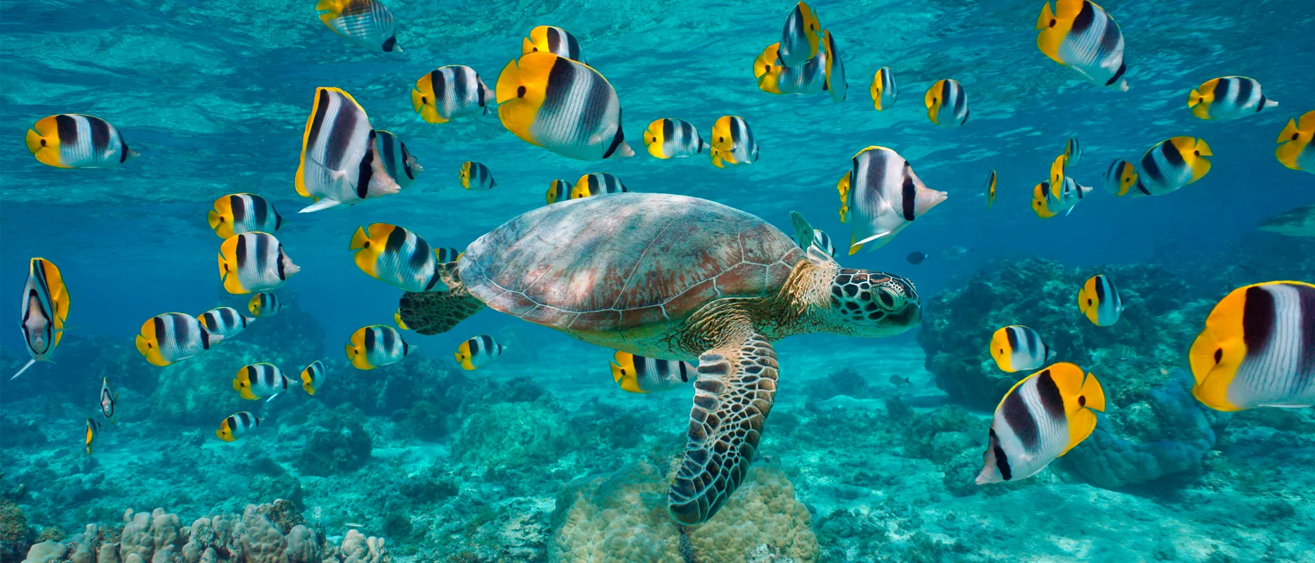 Tahiti zeeleven schildpad