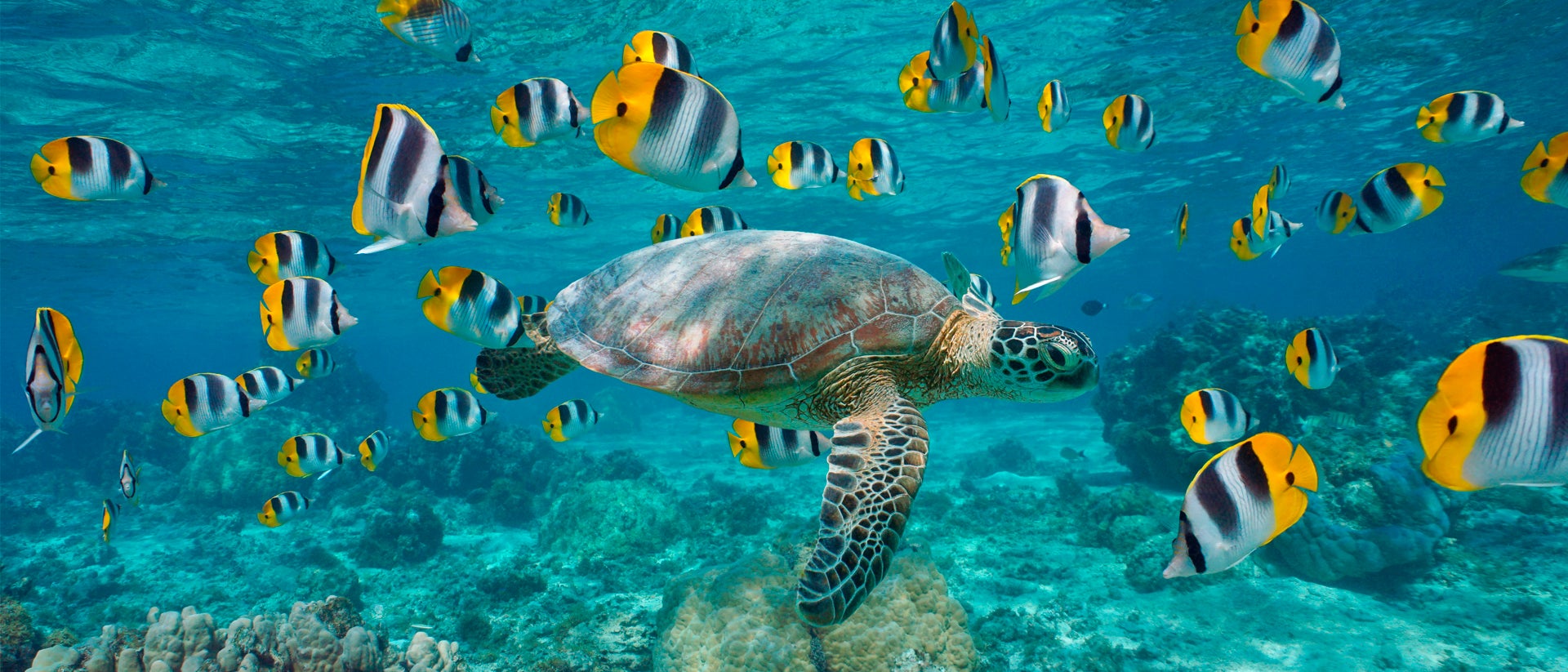 Tortuga silvestre de Tahití