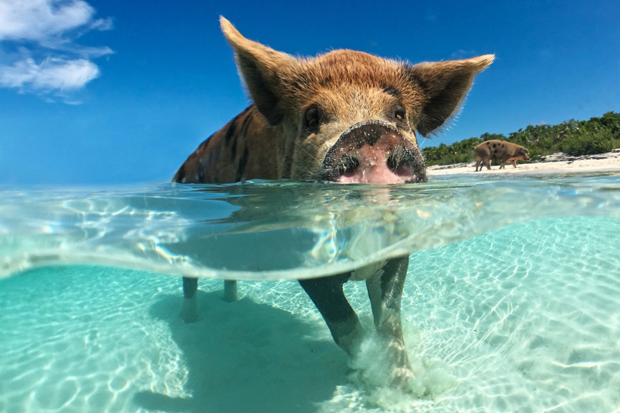 Bahamas Yacht Charter Yacht Rental Bahamas Dream Yacht Worldwide