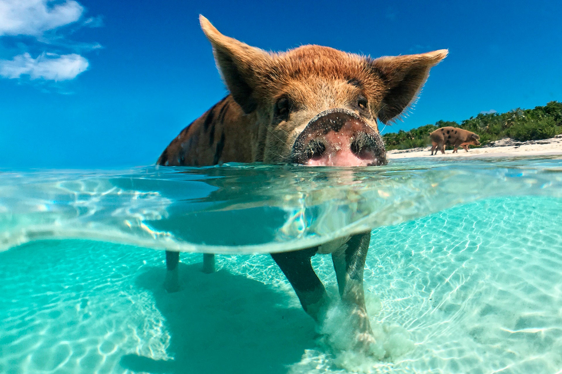 Cerdo en aguas cristalinas en Bahamas