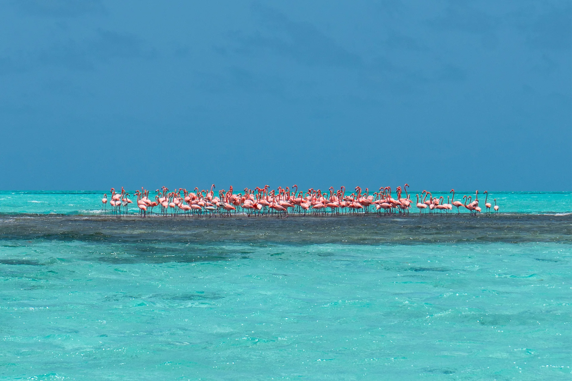 bvi flamingos kristalhelder water natuur