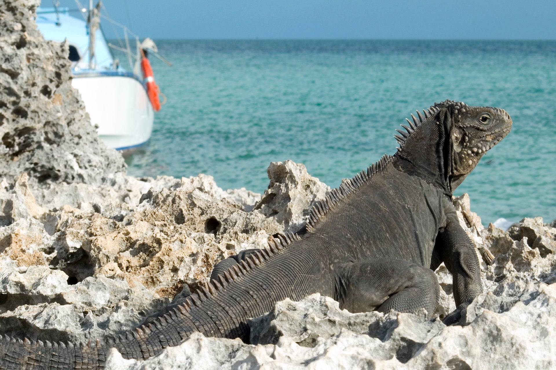 Iguane sur une plage à Cuba