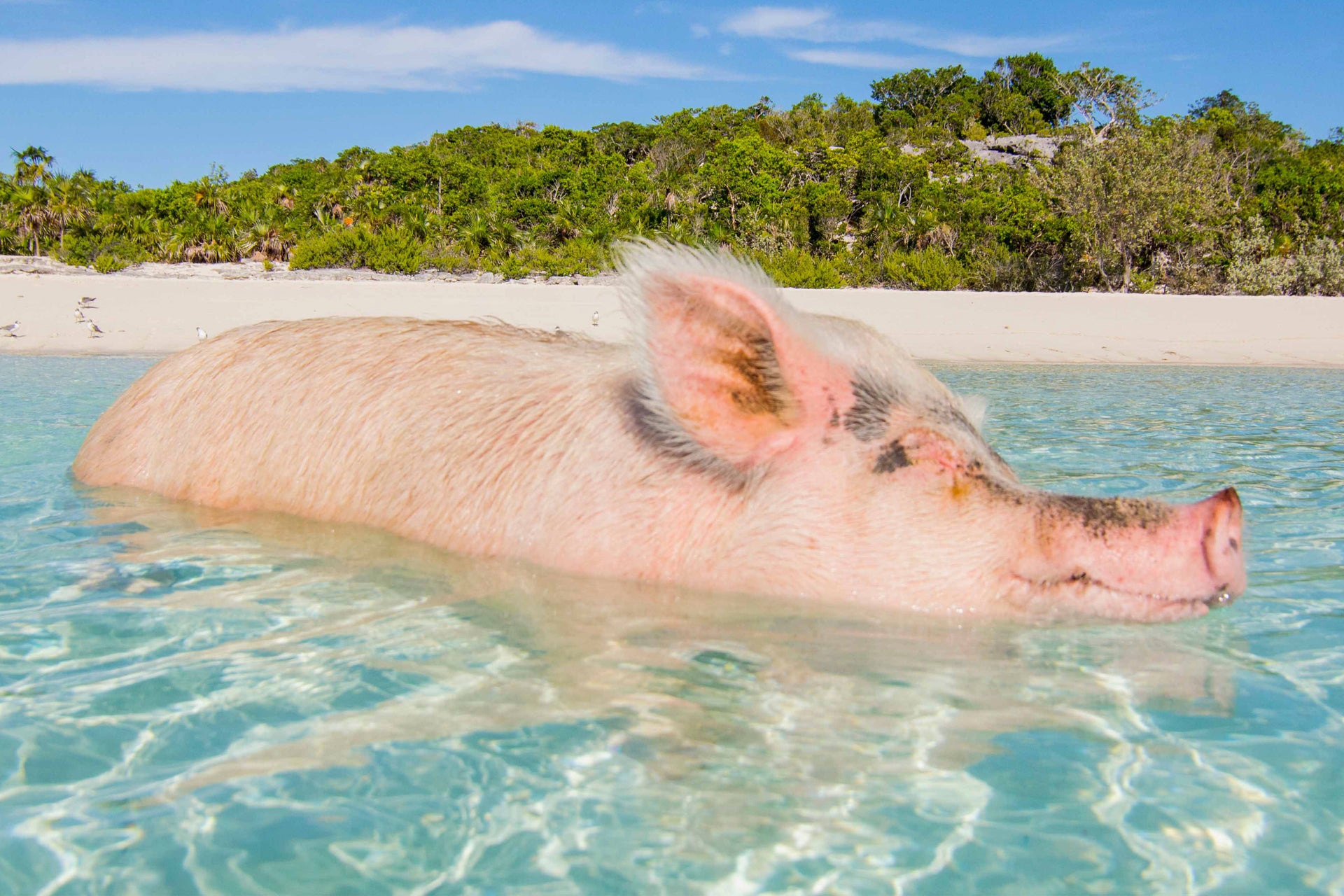 Maialino selvatico che nuota alle Exuma in estate