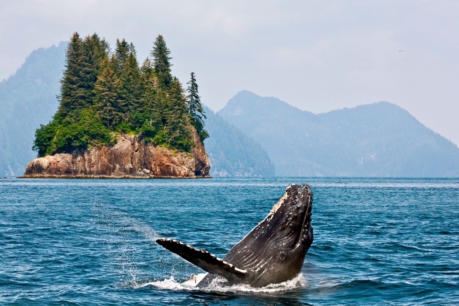 VS eilanden en walvis plezier