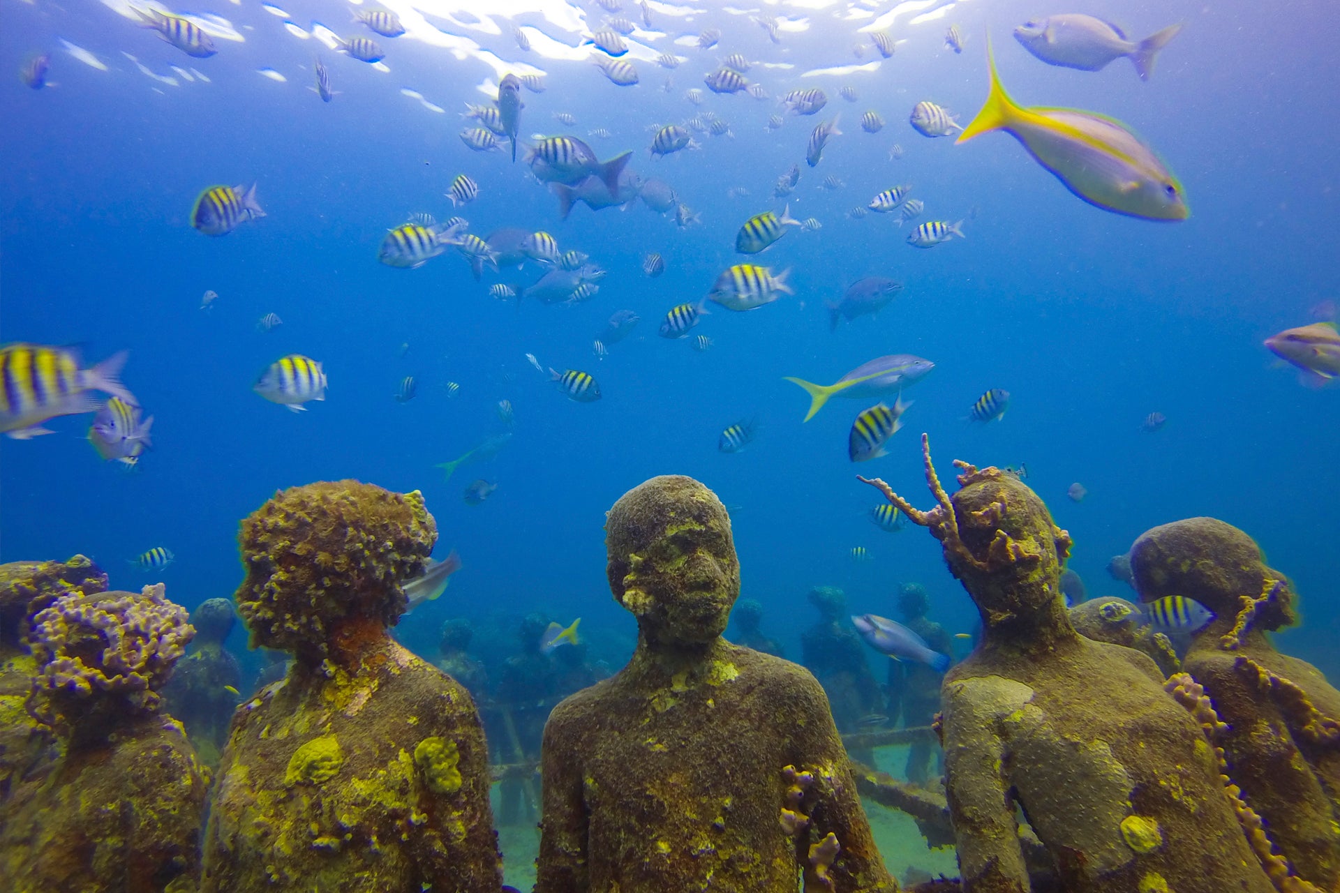 Grenada underwaters fish wildlife