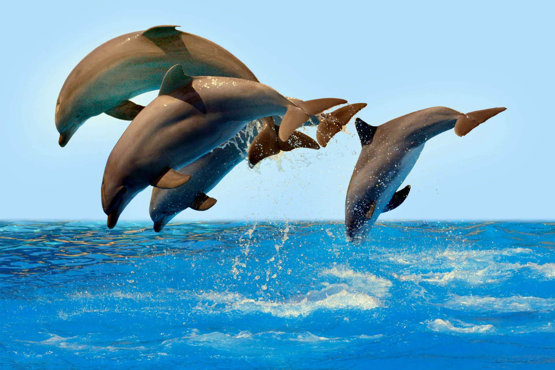 Delfines salvajes de Guadalupe