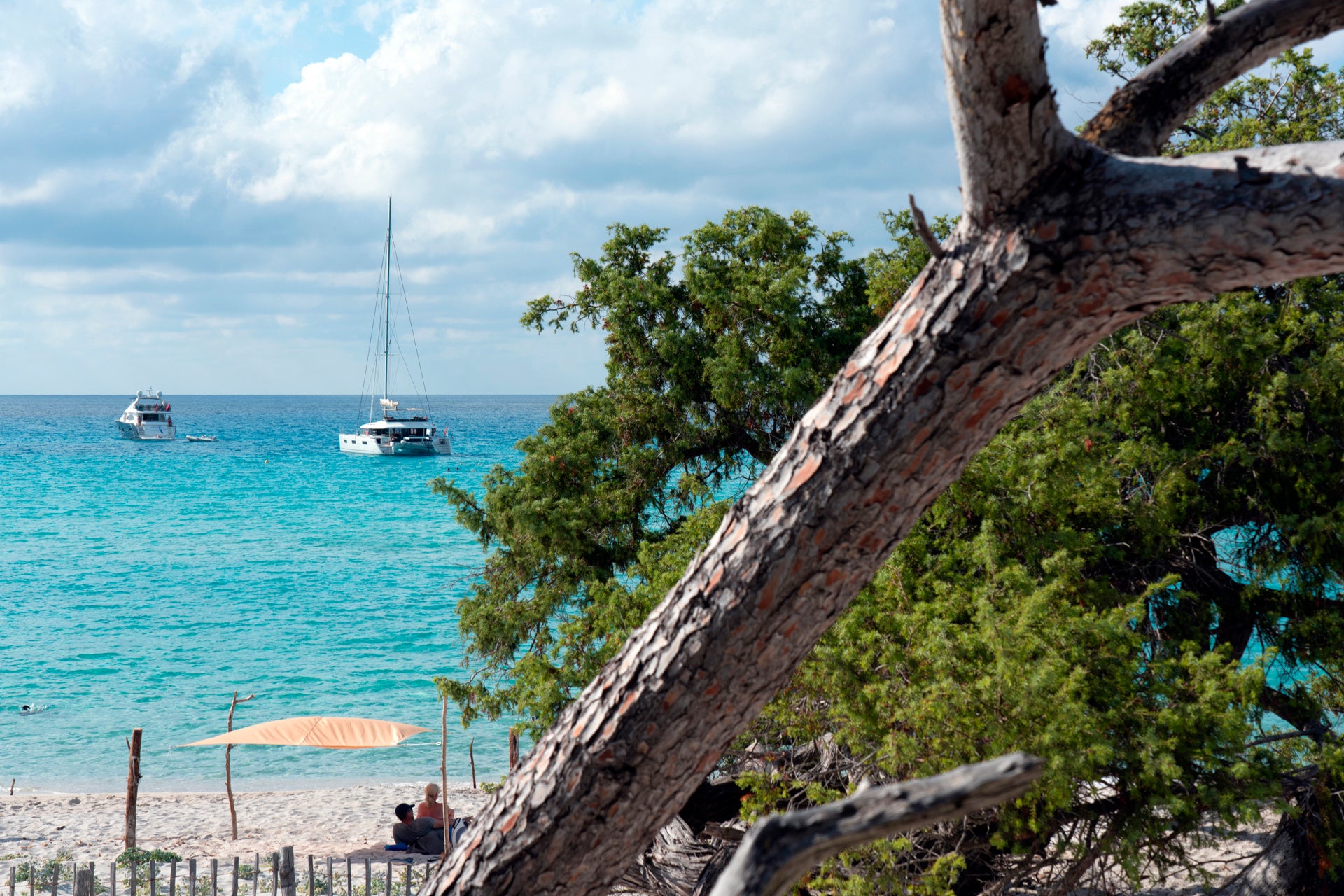 Mediterrane bomen aan de kust en zeiljachten charters