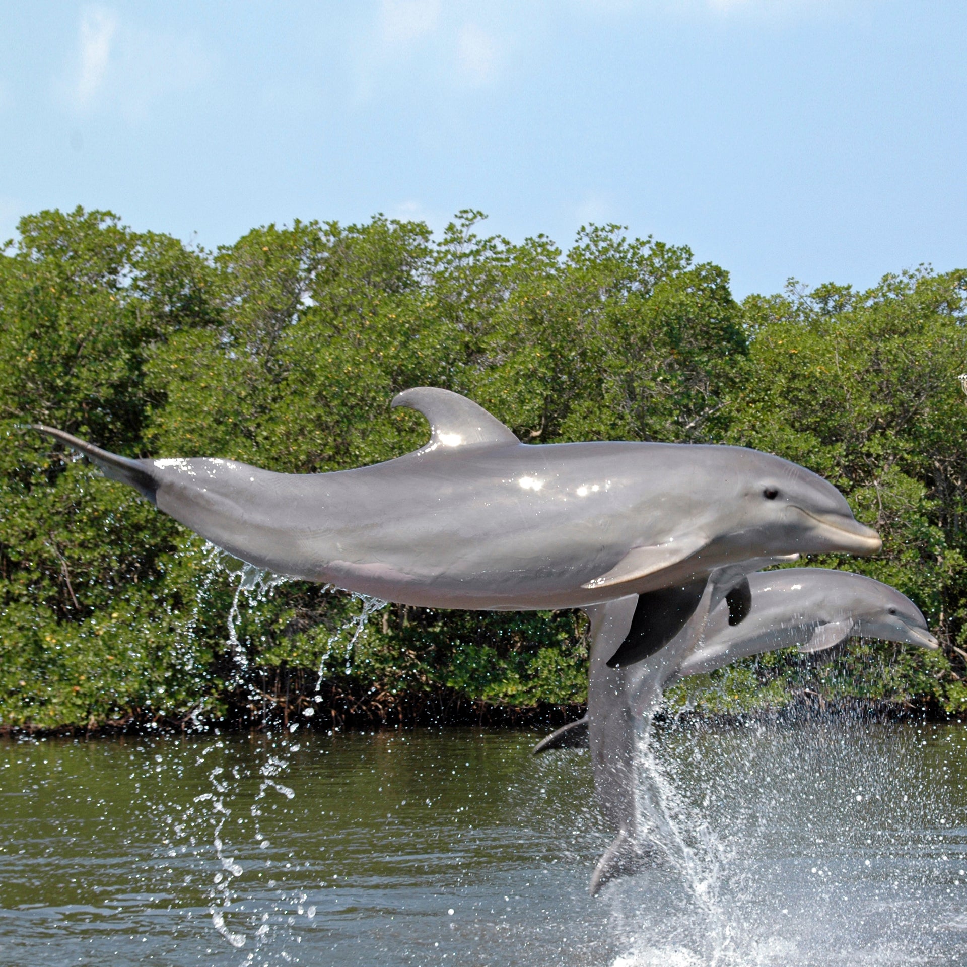 Delfines salvajes en Cuba