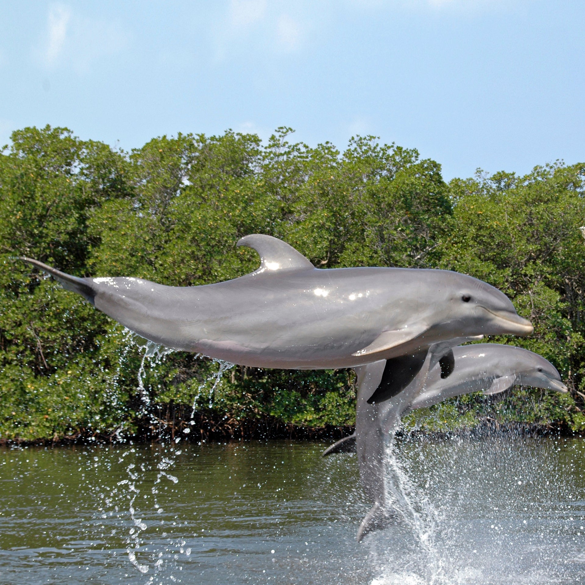 Dauphins sauvages à Cuba