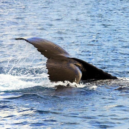 Tahiti sea life wildlife