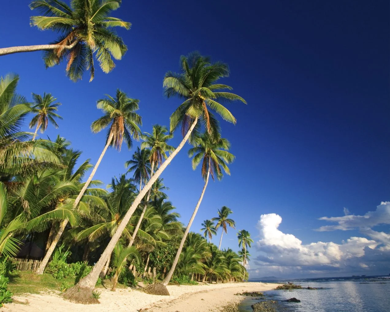 Caribbean beach and palms