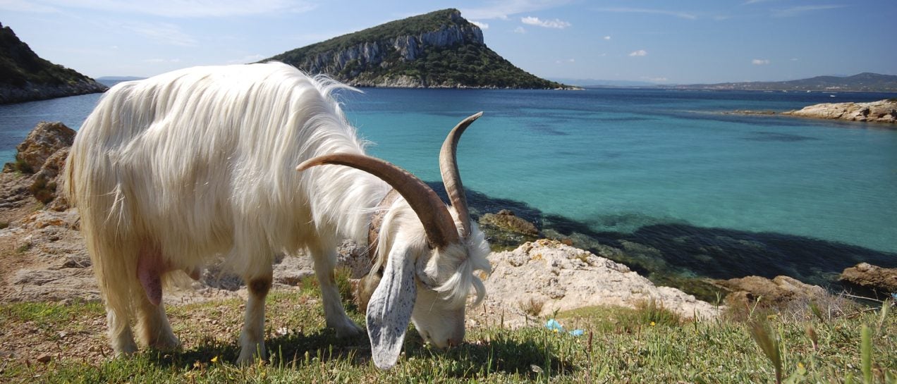 sardinia wildlife in beach nature adventure