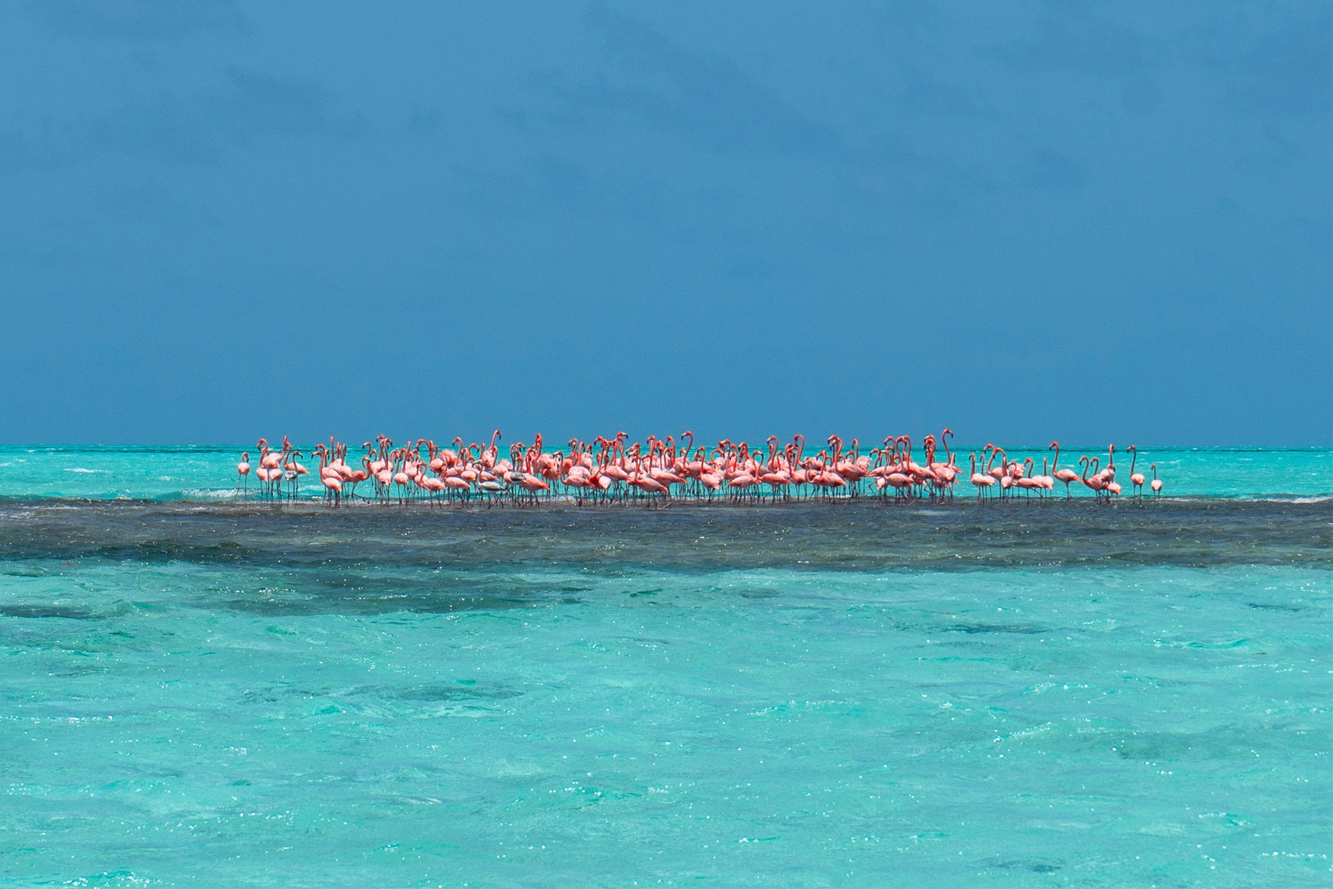 BVIs flamingos on crystal clear waters