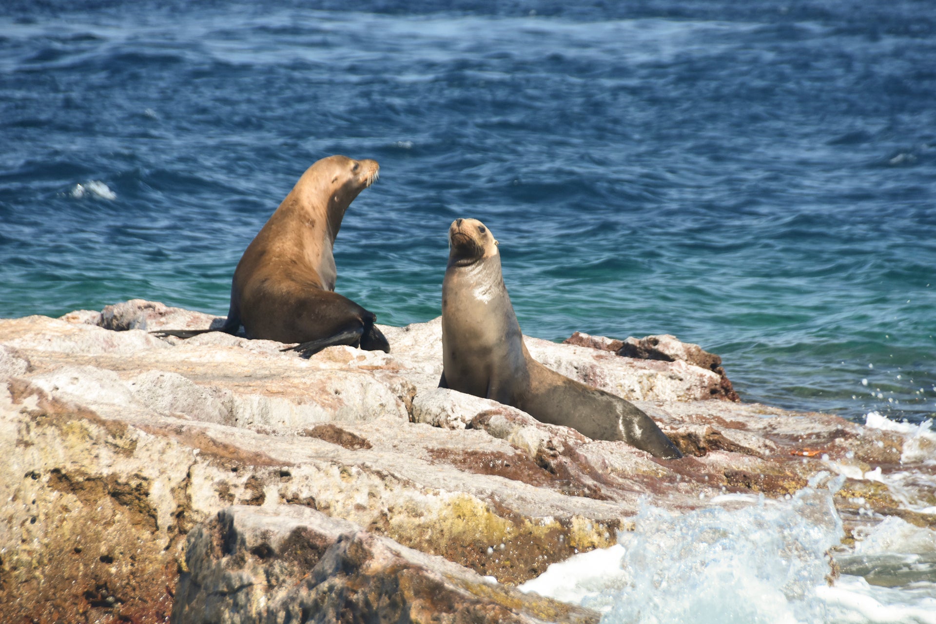 Sea lions at Sea of Cortez