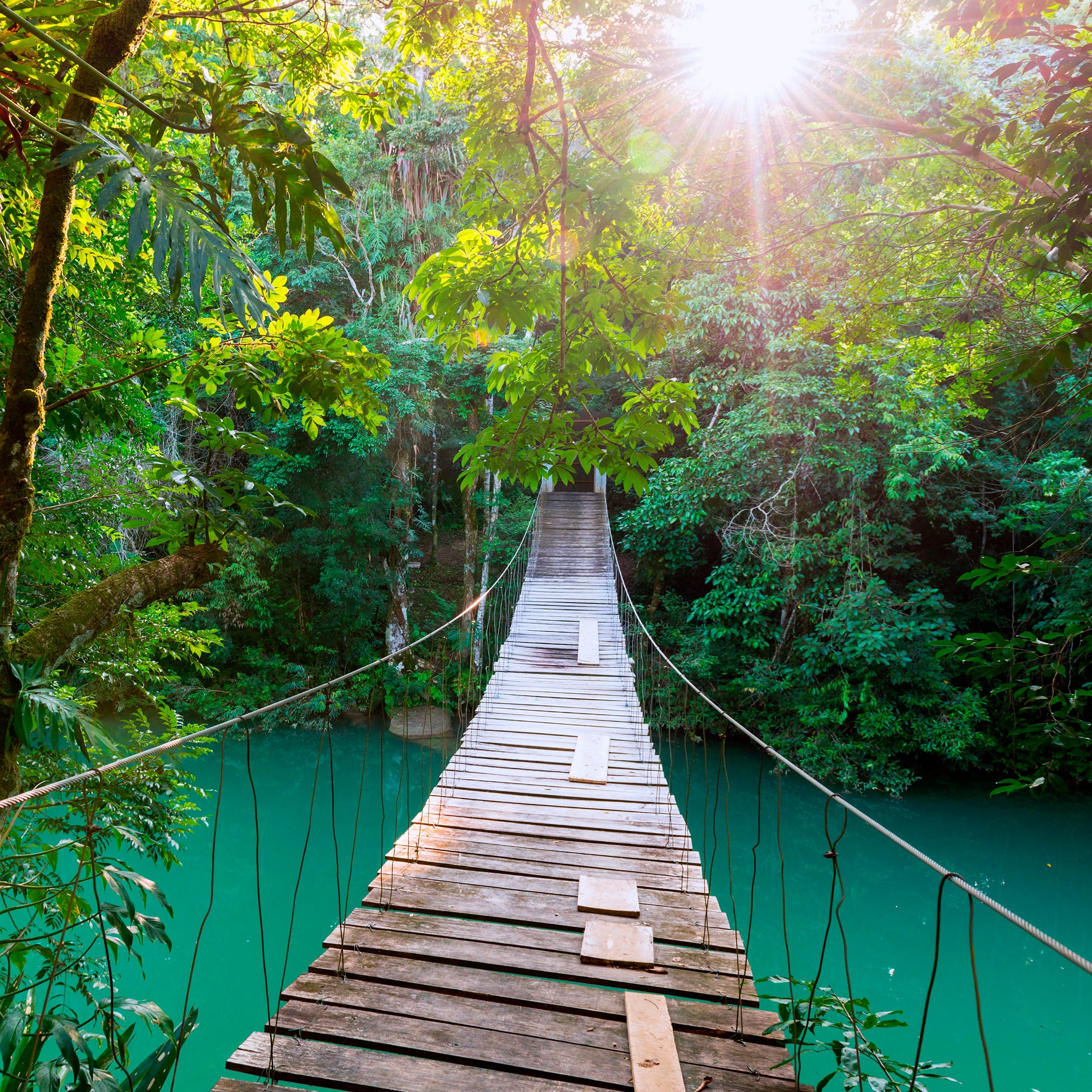 Puente de madera en la selva tropical