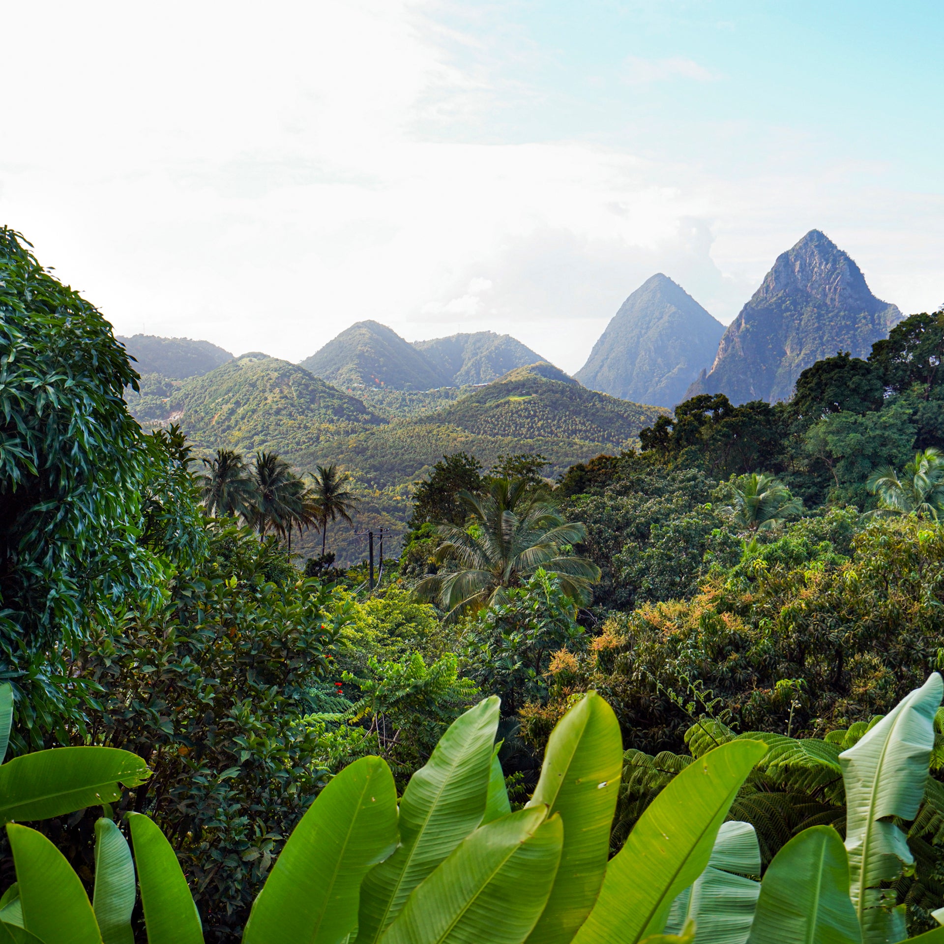 Selva tropical en un paisaje de Martinica