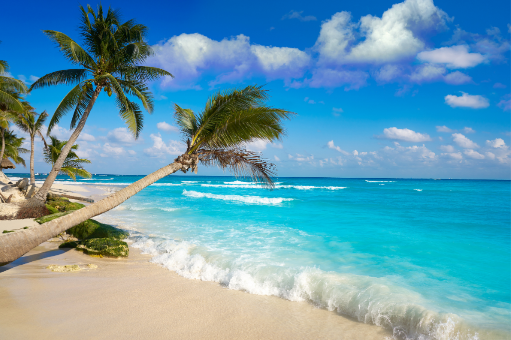 Palms and sandy beach