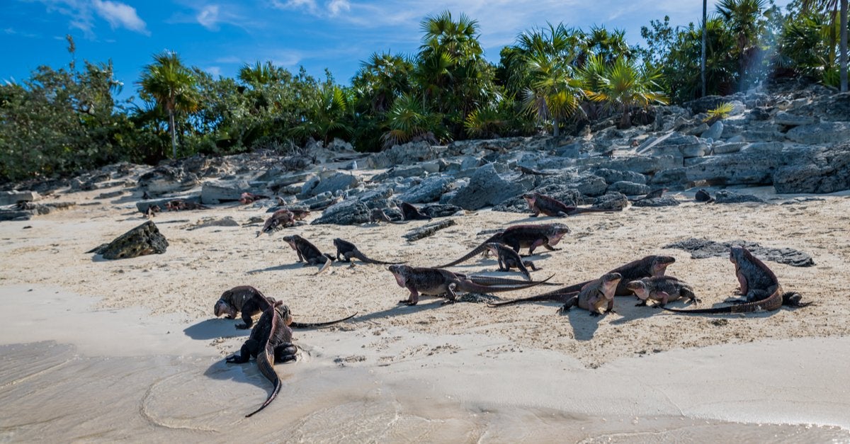 Allen's Cay, The Exumas