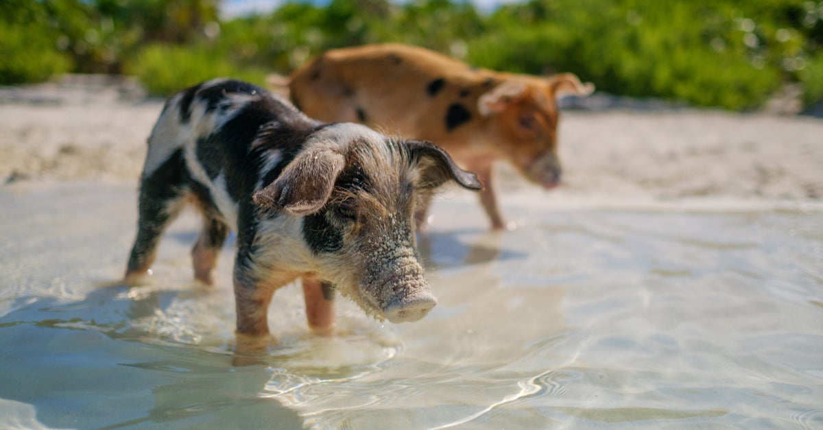 Pigs in The Exumas