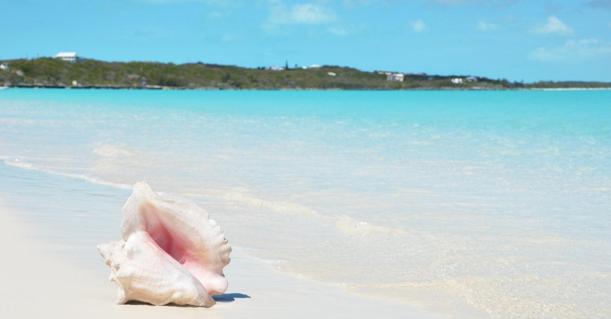 Conch Diving in The Exumas