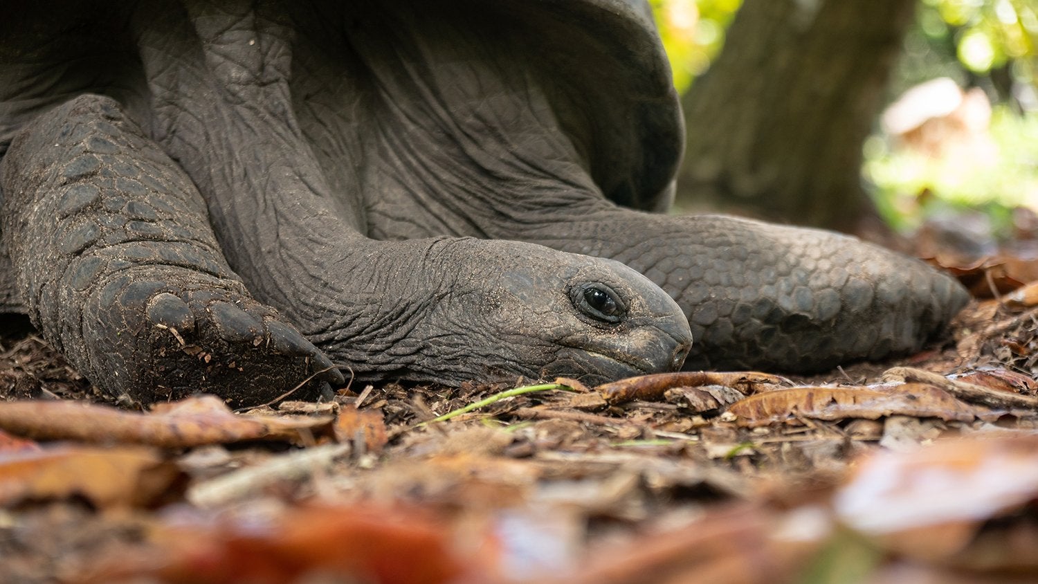 Aldabra Tortoise on the Seychelles Islands