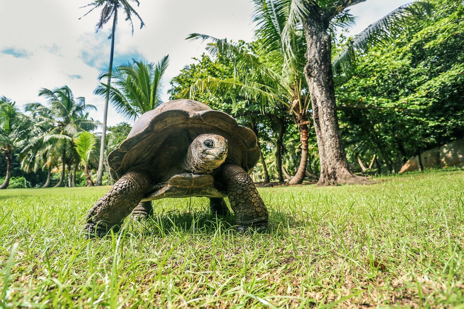 Tortoise Sanctuary