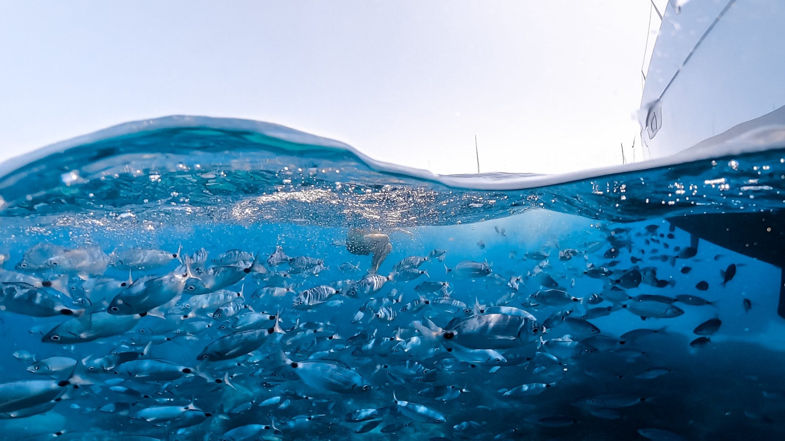 Fishing on the back of a charter boat