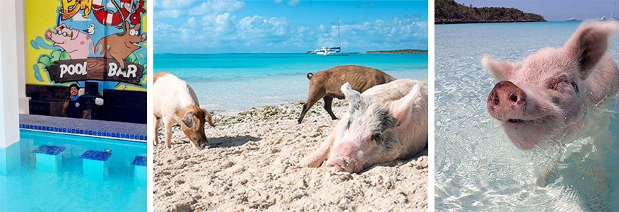 swimming pigs in the abacos