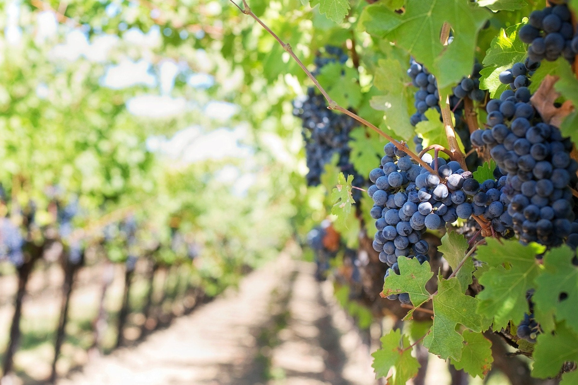 Location de bateau en Croatie vignoble