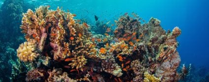 Seychelles coral reef