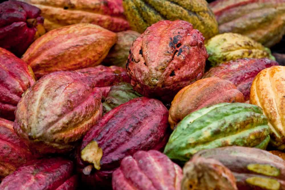 Ripe Trinitario cocoa bean pods after harvest in the rain forest of the Caribbean island of Grenada