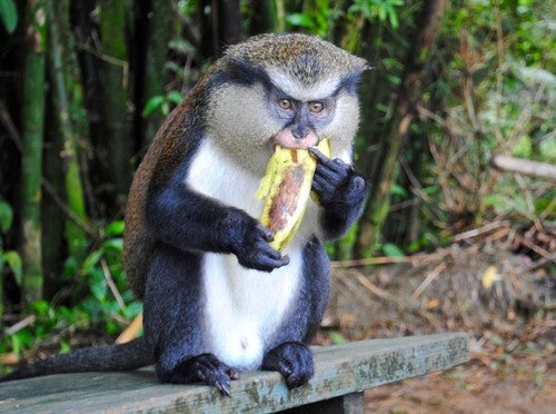 Mona Monkey Grand Etang National Park