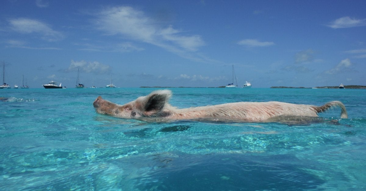 Swim with Pigs in Big Major Cay