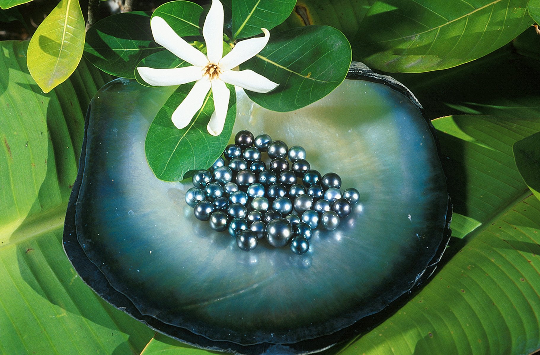 Tahiti Black Pearls