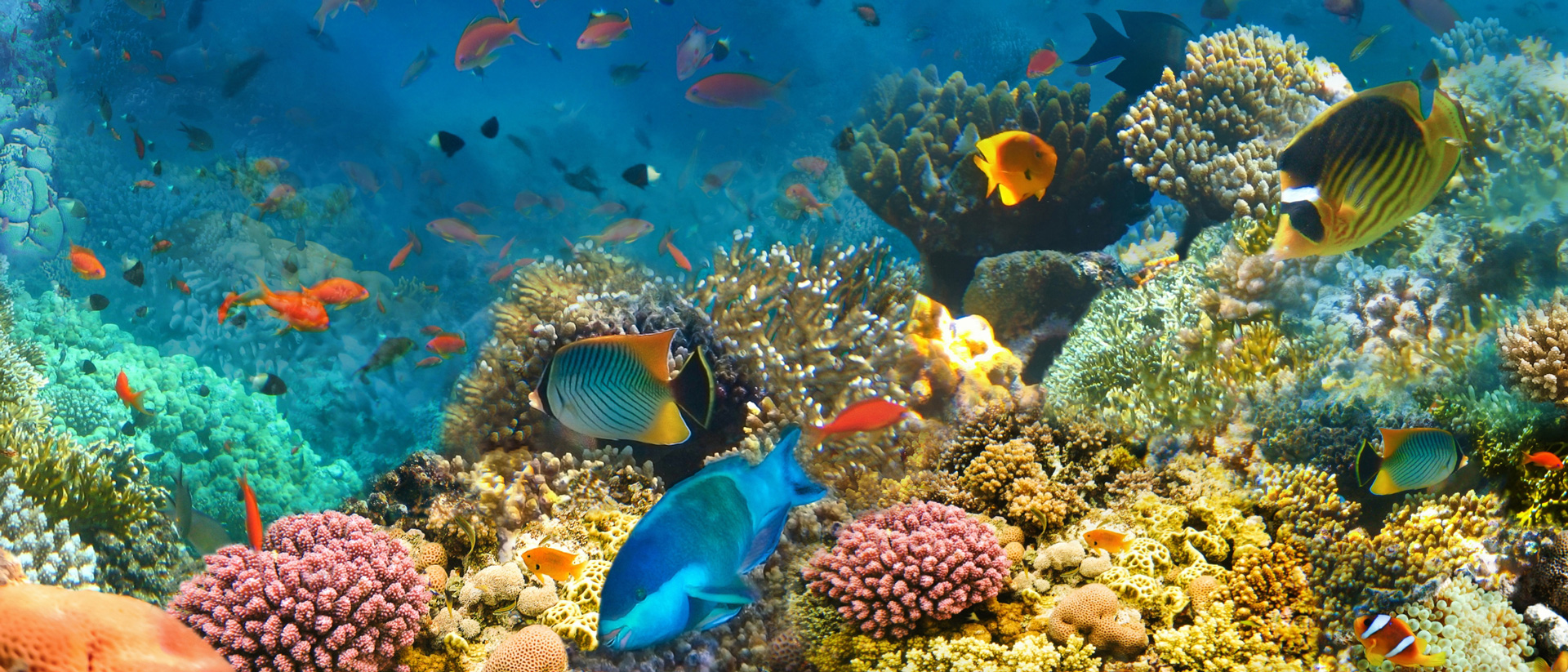 healthy coral and fish through sustainable travel