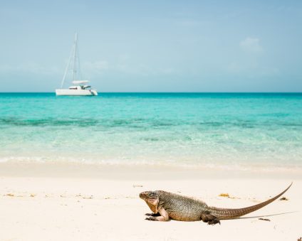 iguana on a beach on Exuma excursion