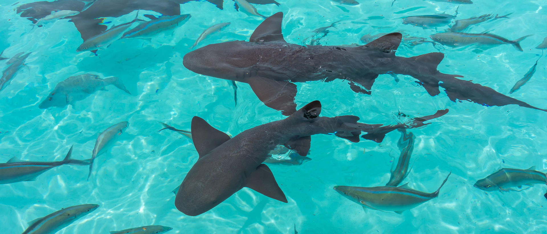 pair of nurse sharks swimming in blue water in exumas