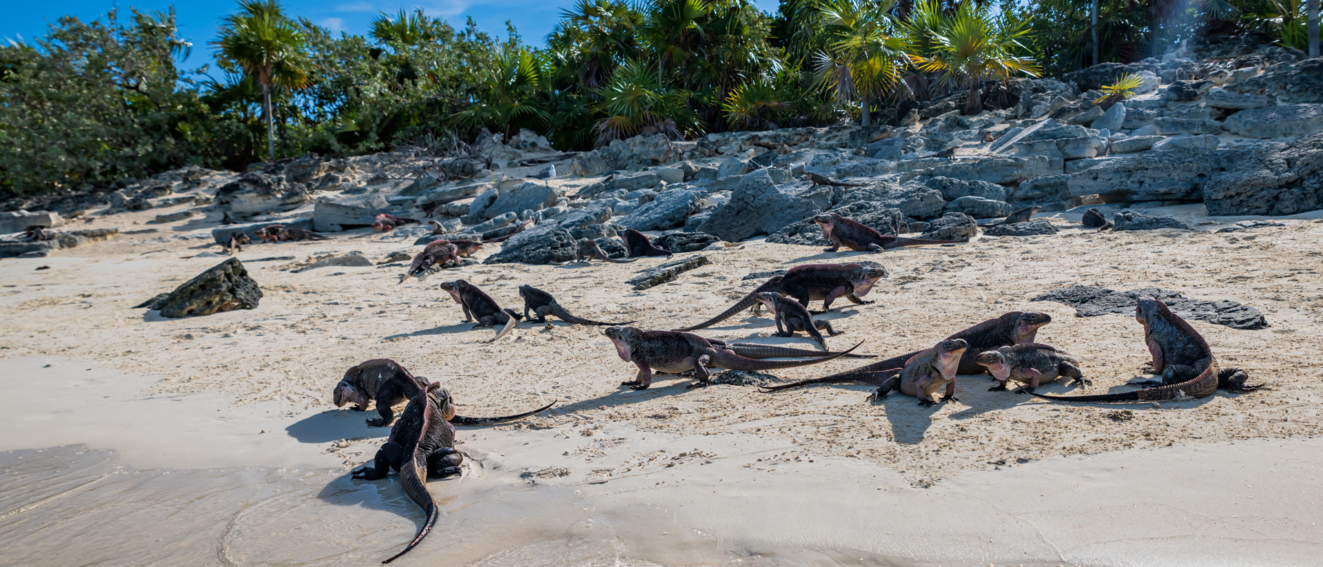 large iguanas on the beach during exuma excursion